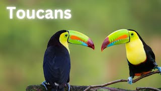 Toucans  Colorful Birds  Iconic Bills [upl. by Camilia]