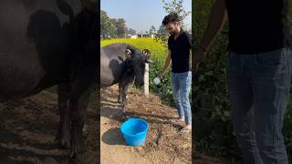 Aaj bheso ko bhi garam paani se nehlaayaminivlog dailyshorts shorts family familyvlog village [upl. by Burrow185]