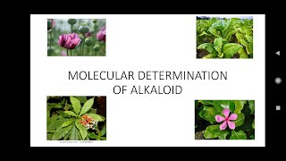 MOLECULAR DETERMINATION OF ALKALOIDS for BSc Chemistry Honours [upl. by Hanforrd882]