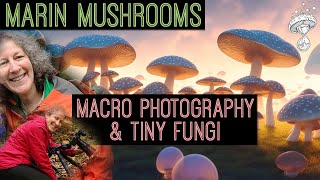 Marin Mushrooms  Macro Photography Myxomycetes Slime Molds amp Tiny Fungi  Alison Pollack [upl. by Tyre]