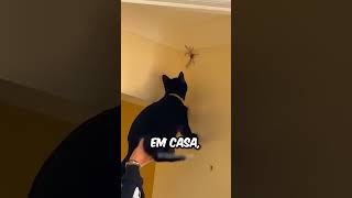 Por que você nunca deve esmagar uma aranha 😨 [upl. by Musa]