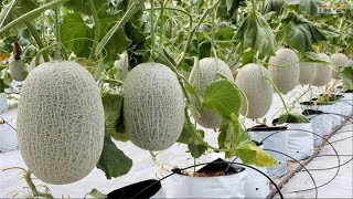 WOW Amazing Agriculture Technology  Cantaloupe [upl. by Heimlich]