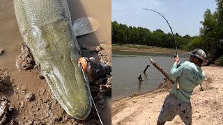 The Ultimate Freshwater Gamefish Of The Southern United States [upl. by Eicirtap]