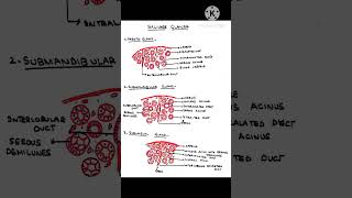 Salivary glands Parotid Mandibular  sublingual Glands Histologytrending shorts [upl. by Xet]