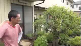 Bonsai  Tour around Omiya Bonsai Village [upl. by Britni759]