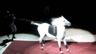 Lipizzaner StallionThe Capriole [upl. by Legim]