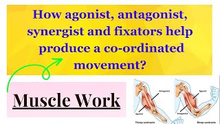 Group action of muscle agonist antagonist synergist fixators [upl. by Sackville111]