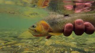 Fly Fishing for Trout My Best Trip Yet [upl. by Riggins]