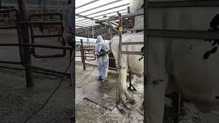 Using electric tools to repair hooves debris splashes [upl. by Ellessig]