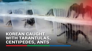 Korean caught with 320 tarantulas 110 centipedes in airport [upl. by Olney]