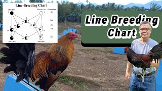 Line Breeding Chart [upl. by Davita]