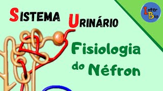 Sistema Urinário  Fisiologia do Néfron [upl. by Morton623]