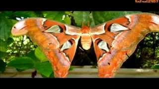 Atlas Moth Attacus Atlas Biggest Moth in the World HD [upl. by Nnaid]