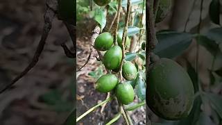 Plum Amra Spondias Mombin Fruit Plant Ambada [upl. by Felton]