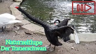 Naturzeitlupe  Flügelschlag des Trauerschwans LoveNature Zeitlupe SlowMotion [upl. by Dranyl]