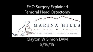 FHO Surgery Explained Femoral Head Ostectomy [upl. by Boelter697]