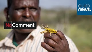 Locust swarms threaten East Africas food security [upl. by Jenei]