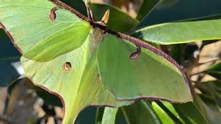 Luna moth Butterfly in the beautiful morning Nature [upl. by Ardnaek]