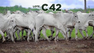 LOTE C42 [upl. by Kennett153]