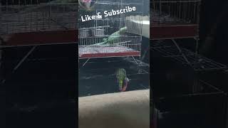 pee ka boo shorts reels trending parrot seperation peekaboo trendingshorts youtubeshorts yt [upl. by Eilujna]