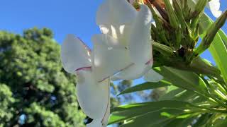 Pachypodium lamerei  Madagascar Palm [upl. by Eekcaj]