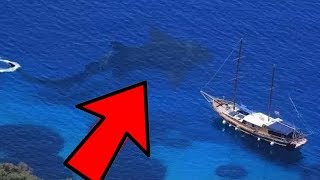 10 Megalodons Caught on Camera amp Spotted in Real Life Giant Shark Caught on Tape [upl. by Anum406]