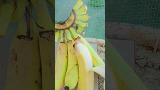 ripe bananatrending highlights shorts [upl. by Champaigne]