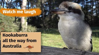 Kookaburras of Australia [upl. by Roe]