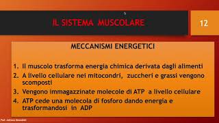 Il sistema muscolare e i meccanismi energetici [upl. by Etnovert515]