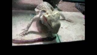 Bearded Dragon Eats A Giant Nightcrawler Worm [upl. by Southard]