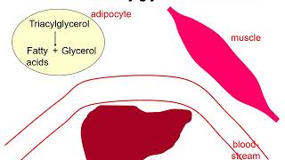 Lipid metabolism 1  Degradation of triacylglycerols [upl. by Ferrick]