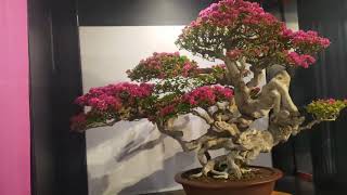 bougainvillea bonsai [upl. by Bradney]