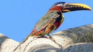 Araçari Castanho  Chestnuteared Aracari  Brazilian Birds [upl. by Ahsinal]