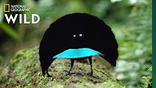 Rare Footage of New Bird of Paradise Species Shows Odd Courtship Dance  Nat Geo Wild [upl. by Ocimad759]