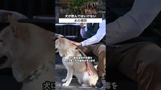 犬が飲んではいけない水の種類 犬 雑学 [upl. by Anez]