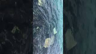 Enormous Stingrays swimming in Maldives [upl. by Everara]