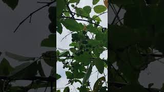 অমল লতার ফলCausonis trifoliaBush grapeবন আঙ্গুরnature beautiful amazing plants beauty love [upl. by Essyla609]