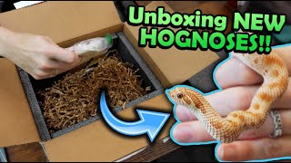 Unboxing New Hognose Snakes new morph projects [upl. by Marcel]