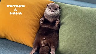 人間みたいな行動で話題のカワウソの日常 My Otter’s HumanLike Daily Routine [upl. by Aneret]