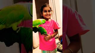 talking parrot shortsfunny talkingparrot parrot [upl. by Calla]