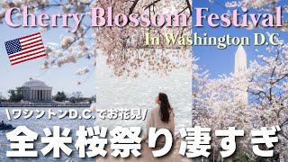 【全米桜祭り】アメリカのワシントンDCでお花見！桜が桁違いの規模だった！意外と知らない100年以上続く日米交流の過去🌸 [upl. by Nyltak]