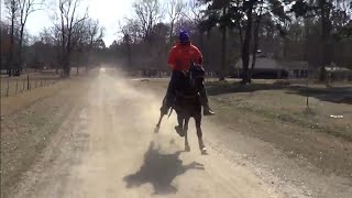 Lightning Fast Standardbred from Country Lyfe Stables 33 mph [upl. by Ariait]