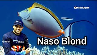 quotPeixes Exóticos Sériequot A prenda Um pouco sobre o peixe Naso Blond tang naso elegans experiências [upl. by Shelly]