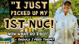 ❓WHAT To Do After Picking Up Your Nuc Beekeeping 101 beekeeping [upl. by Vatsug]