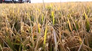 All About Australian Rice Full Video [upl. by Gorrian]