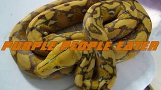 AZ Reticulated Python Morphs [upl. by Iadahs662]