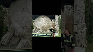 Worlds largest burl McNeil [upl. by Sommers]