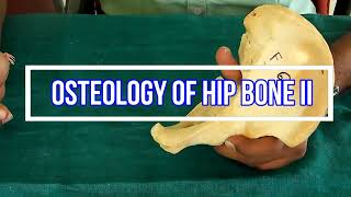 Osteology of Hip bone II Side side determination  Anatomical Position  Attachments  Applied [upl. by Grodin495]