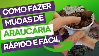 COMO FAZER MUDAS DE ARAUCÁRIA Rápido e Fácil How to plant Araucaria [upl. by Annamaria]