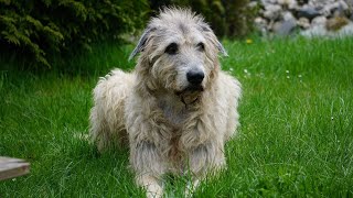 25 Best Irish Wolfhound Names with Meanings 🐾 [upl. by Edmea]